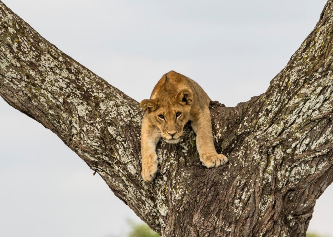 Ngorongoro Lodge Member Of Melia Collection - The Leading Hotels Of The World ภายนอก รูปภาพ