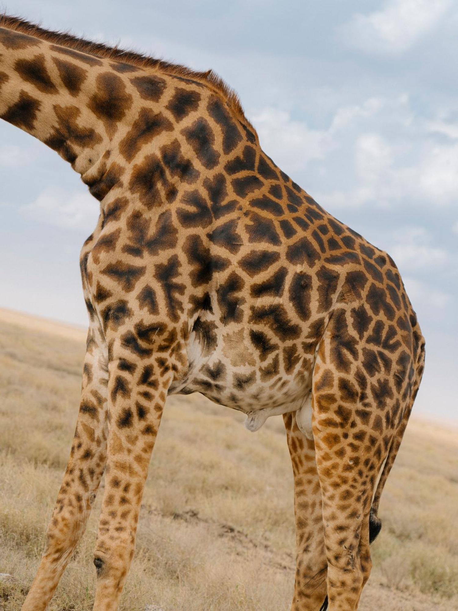 Ngorongoro Lodge Member Of Melia Collection - The Leading Hotels Of The World ภายนอก รูปภาพ