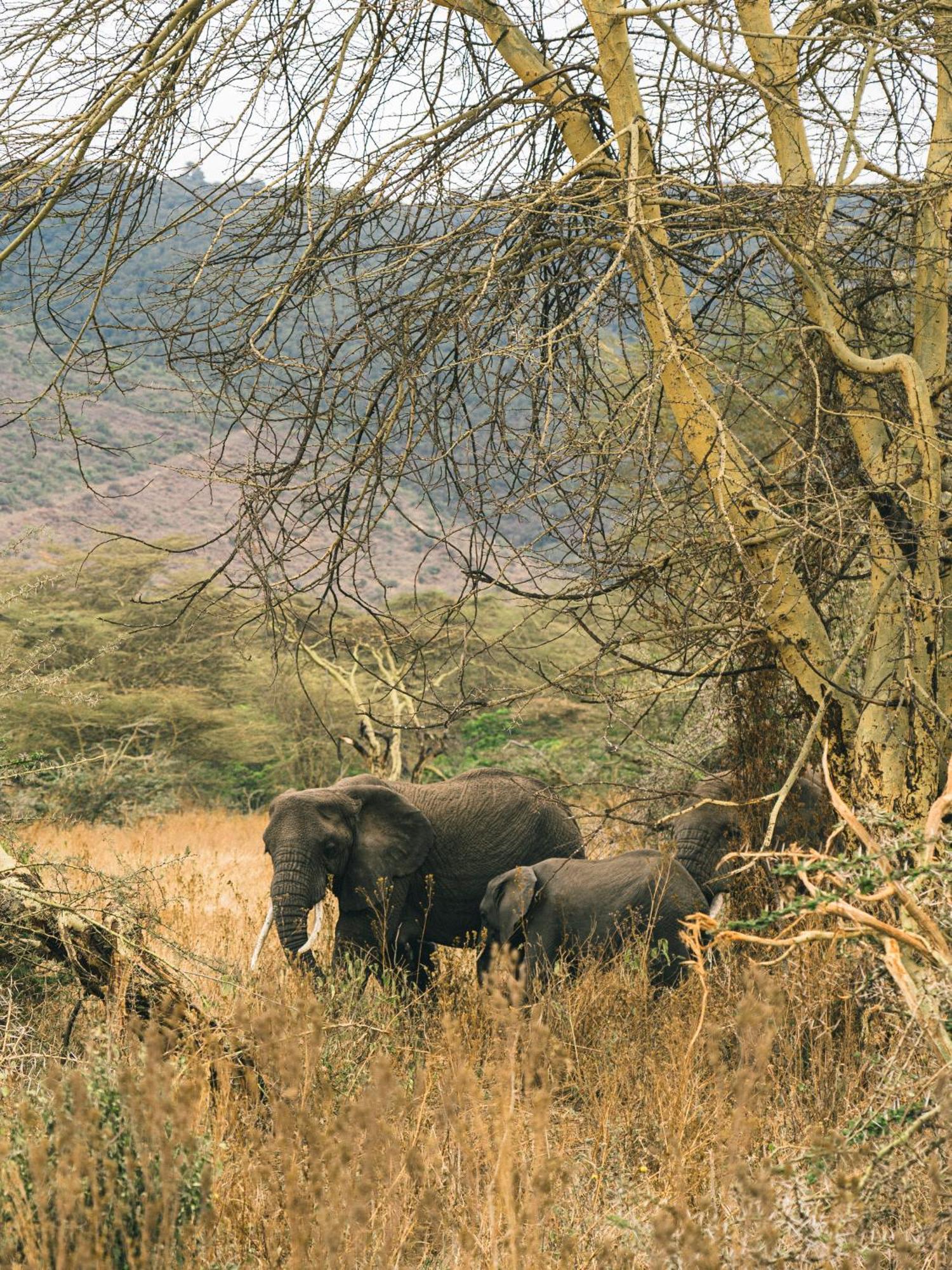 Ngorongoro Lodge Member Of Melia Collection - The Leading Hotels Of The World ภายนอก รูปภาพ