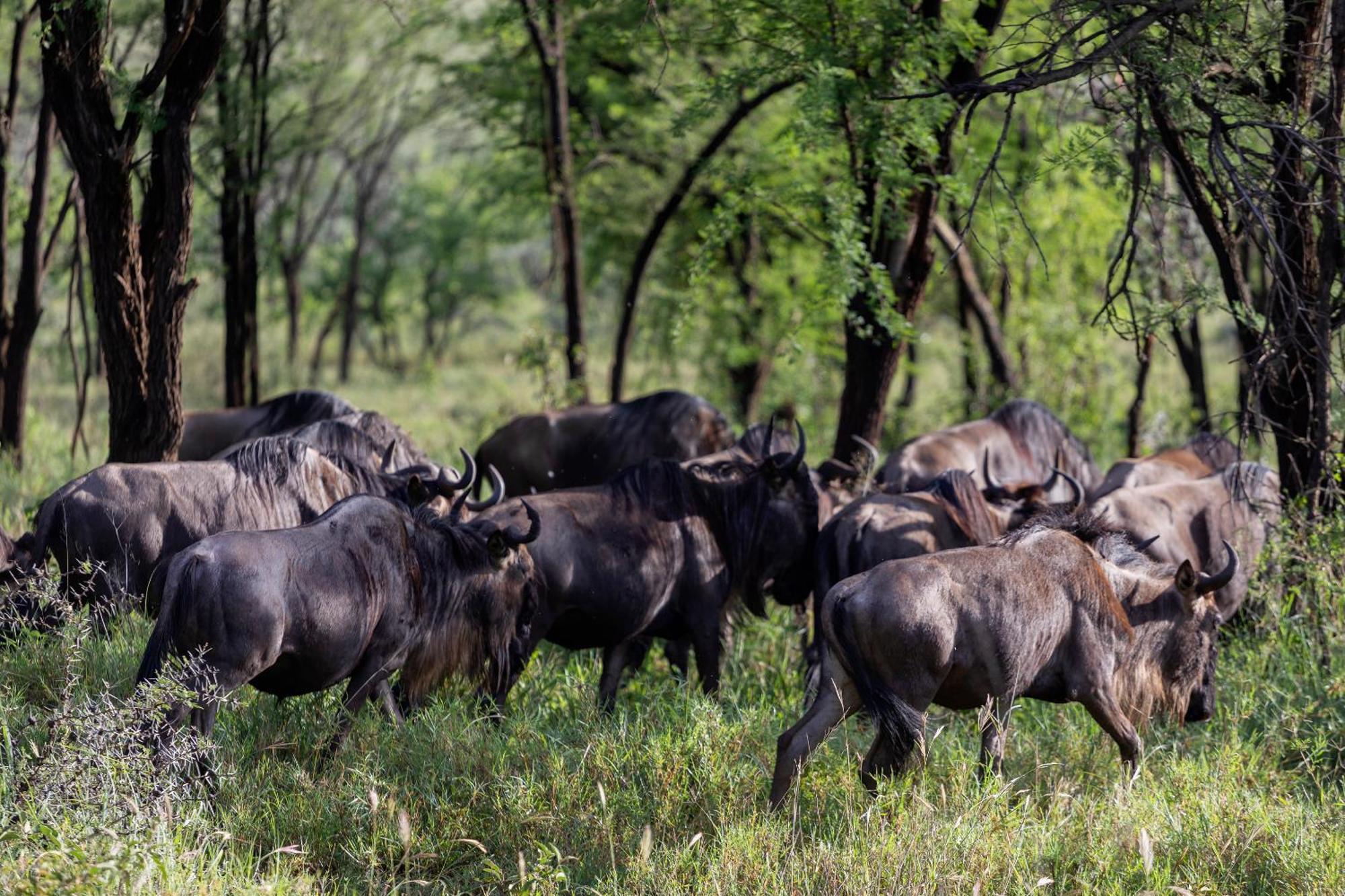 Ngorongoro Lodge Member Of Melia Collection - The Leading Hotels Of The World ภายนอก รูปภาพ