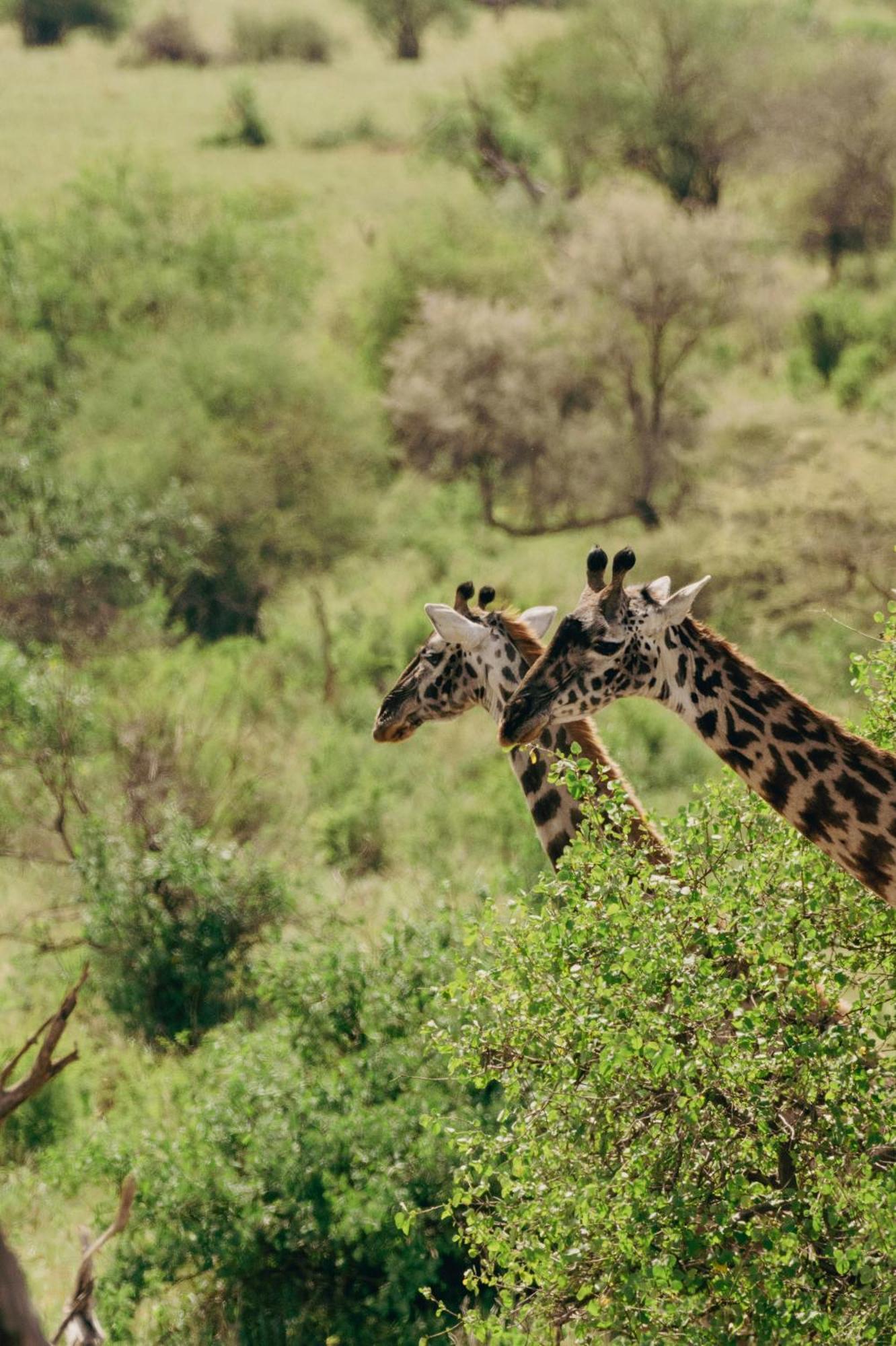 Ngorongoro Lodge Member Of Melia Collection - The Leading Hotels Of The World ภายนอก รูปภาพ